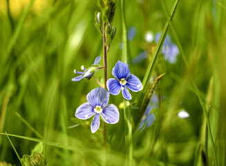 Veronica chamaedrys blooms in the wild