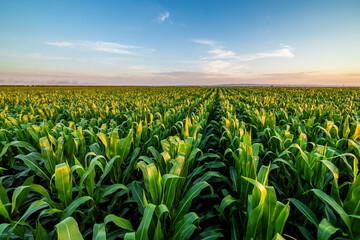 Golden hour sunset over lush green corn field in the tranquil rural countryside