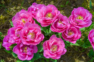 Pink tulips on the farm