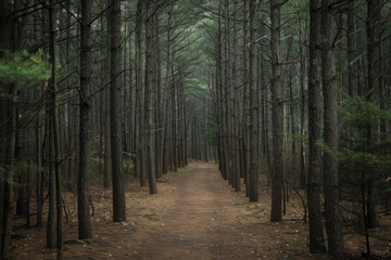 Obraz premium A narrow forest path disappearing into the distance, flanked by tall trees with minimal foliage. The muted color palette and soft natural light filtering through the canopy