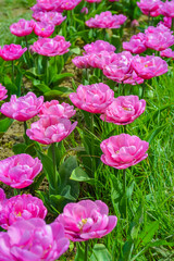 Pink tulips on the farm