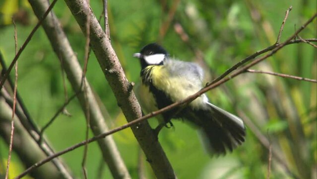 great tit is preening its plumage