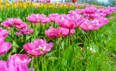 Fototapeta premium Pink tulips on the farm