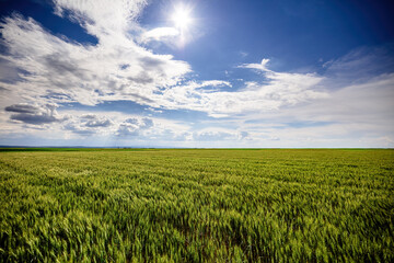 Lush green wheat crops stretching under a broad blue sky with clouds