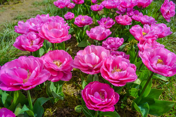 Pink tulips on the farm
