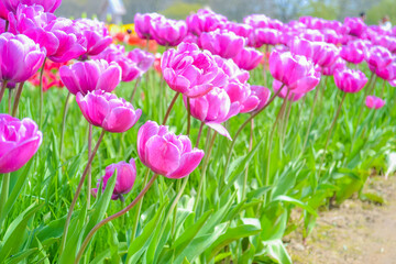 Pink tulips on the farm