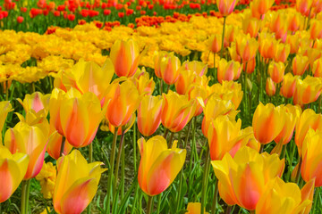 Yellow tulips on the farm