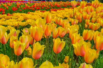 Yellow tulips on the farm