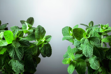 Fresh mint close-up on a light gradient background.