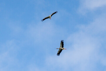 A flock of storks flying in a blue, cloudy sky