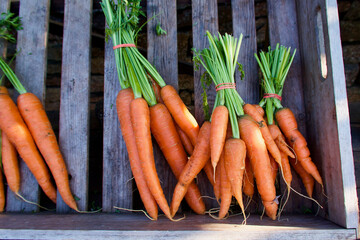 Wooden box with bunches of fresh organic cultivated carrots ready for sale at farmers market.
