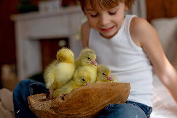 Happy beautiful child, kid, playing with small beautiful ducklings or goslings,, cute fluffy animal birds - 791473741