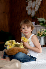 Happy beautiful child, kid, playing with small beautiful ducklings or goslings,, cute fluffy animal birds - 791473749