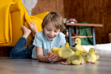 Happy beautiful child, kid, playing with small beautiful ducklings or goslings,, cute fluffy animal birds - 791473770