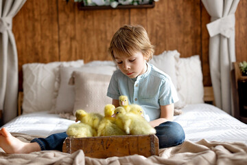 Happy beautiful child, kid, playing with small beautiful ducklings or goslings,, cute fluffy animal birds - 791473781