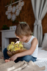 Happy beautiful child, kid, playing with small beautiful ducklings or goslings,, cute fluffy animal birds - 791473785