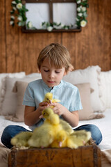 Happy beautiful child, kid, playing with small beautiful ducklings or goslings,, cute fluffy animal birds - 791473789