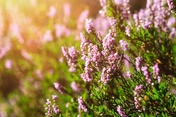 Close up of Calluna vulgaris, Common heather flowers growing in forest in golden sunlight of late...