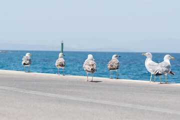 flock of seagulls on the pier