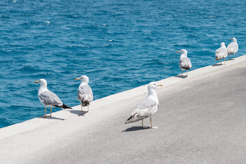 flock of seagulls on the pier