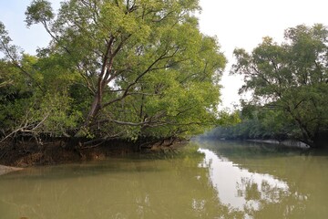 Canal in Sundarbans.Sundarbans is the biggest natural mangrove forest in the world, located between Bangladesh and India.this photo was taken from Bangladesh.