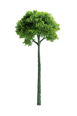 A tall green tree stands alone on a white background