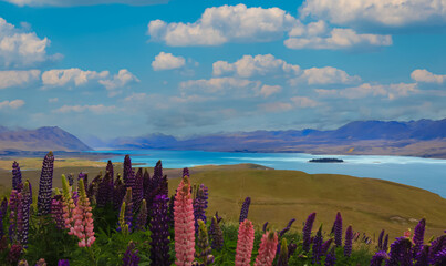 The lupine blossom field in spring  season  wild area and blue sky mountain background