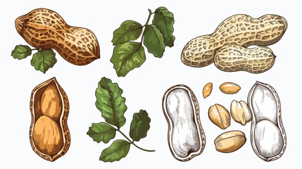 Colored and monochrome drawings of peanut in shell 