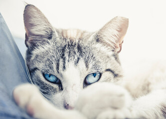 Closeup shot of relaxing cat with blue eyes