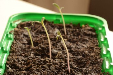 Tomatenzucht im Frühling auf der Fensterbank