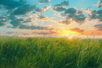 Beautiful green grass field landscape with blue sky at sunset