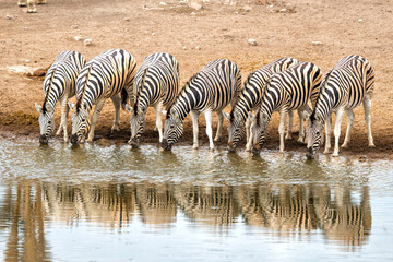 Zebra drinking from a waterhole in Etosha National Park in Namibia - obrazy, fototapety, plakaty