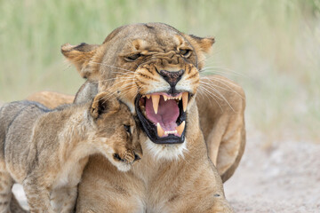 Lion mother with cub. This lioness was resting with her cubs in Etosha National Park in Namibia. The lioness wants to rest but the cubs want to play and drink. Nice lion interaction.