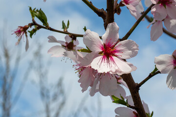 peach tree blooming