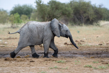 Baby Elephant playing and drinking at a waterhole in Etosha National Park in Namibia - obrazy, fototapety, plakaty