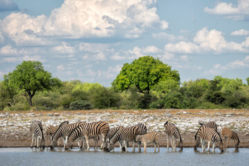 Obraz premium Zebra drinking from a waterhole in Etosha National Park in Namibia