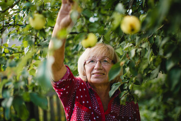 In the orchard, the woman plucks ripe apples from the tree, her hands reaching for the fruit of her labor.