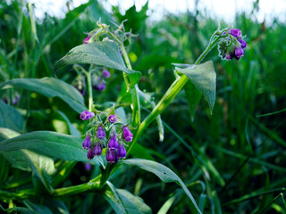Żywokost (Symphytum L.) – rodzaj roślin liczący kilkanaście gatunków; jest rośliną dziko rosnącą, bywa też uprawiana jako zioła i roślina ozdobna - obrazy, fototapety, plakaty