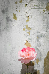 Pink rose flower in front of a grunge wall with peeling paint