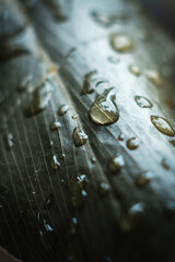 water drops on a plant