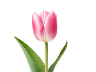 Pink tulip flower isolated on white, floral design element, illustration generated ai 