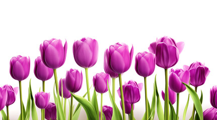  Purple tulip flowers isolated on white, floral design element, illustration generated ai 