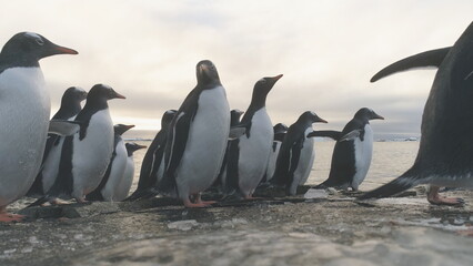 Gentoo Penguin Stand on Frozen Ice Rock Shore. Antarctic Wildlife Animal. South Arctic Bird Group...