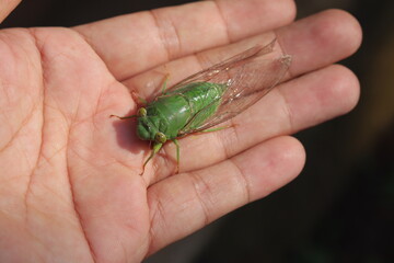 close up of green katydids or cicadidae with transparent wings