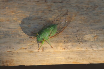 close up of green katydids or cicadidae with transparent wings