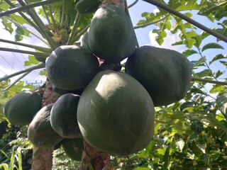 Papaya tree in the garden 