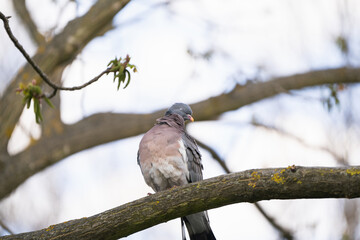 Fototapeta premium A funny pigeon with closed eyes sits on a tree branch in the park on a spring day. Nature and wild birds. Selective focus. close-up view