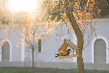 Fototapeta premium A pigeon sits in a bird feeder on a tree in a park on a sunny spring day. Wildlife and birds concept