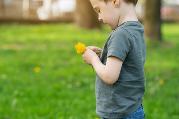 Three year old caucasian toddler boy holds a yellow dandelion in his hands. Nature and childhood concept.
