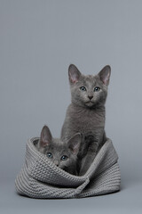 Two cute grey Russian blue kitten in a grey basket on a grey background looking at the camera, one alert and one shy